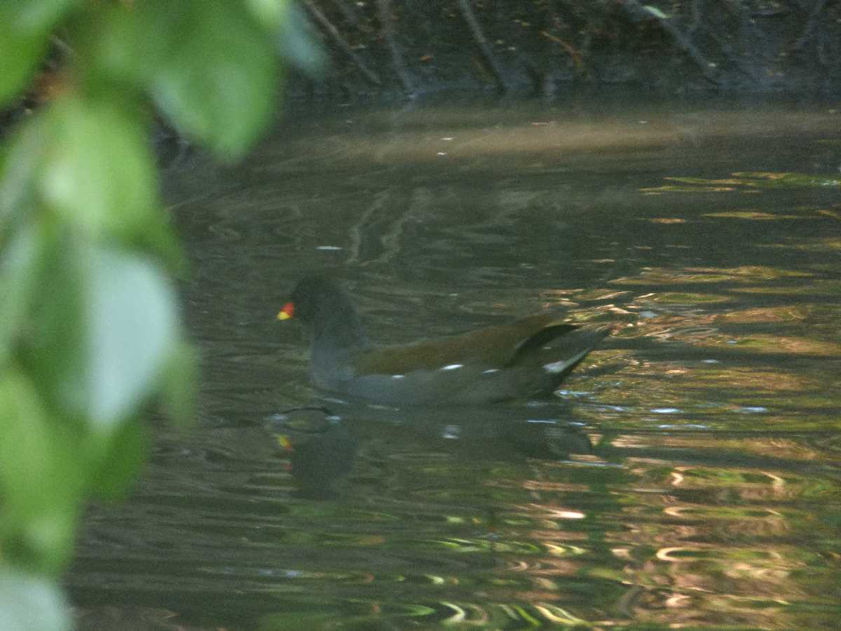 Indian Summer at Kings Heath Park (September 2020)